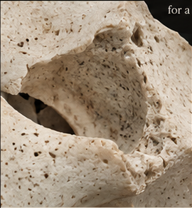 Ivory bone texture